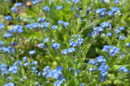 Forget-me-not flowers blooming in Parc de Bercy, Paris, France, April 9, 2026