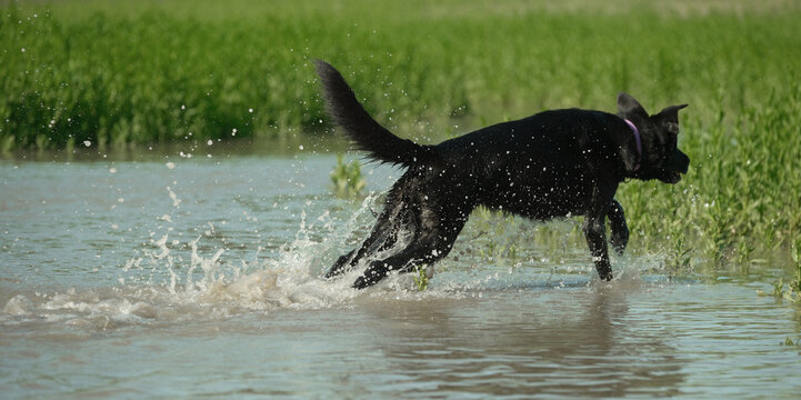 Black dog in action running through shallow pond water outdoors, active pet lifestyle banner background image.