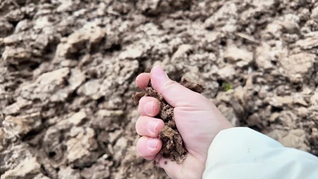 Close-up shot of a hand holding a clump of brown plowed soil and gradually crumbling it so that the earth falls and breaks apart in the fingers. Suitable for agriculture, environmental science, soil