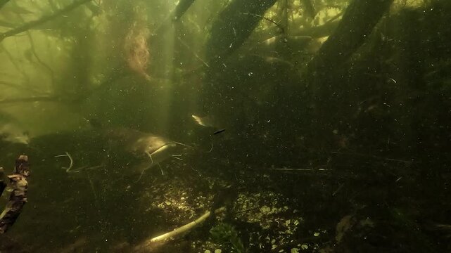 Underwater scene showing wels catfish - Silurus glanis - swimming with three carp - Cyprinus carpio - under submerged branches in shared freshwater shelter.