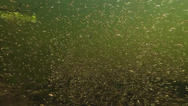 Inside a dense swarm of largemouth bass Micropterus salmoides fry, the guarding male appears from behind and watches over its newly hatched offspring. Check my portfolio for more bass footage