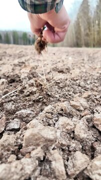 Removing Weed frGround-level close-up of dry plowed soil with a single weed plant in focus. A hand reaches into the frame, pulls the plant out by the roots, shakes off soil while visible clumps remain