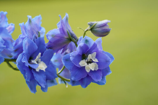 Beautiful, blue delphinium flowers. Closeup of the details of the flowers.