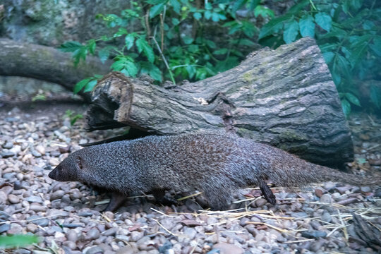 A slender grey mongoose walking across a pebble-covered ground past a hollow log. Small carnivorous mammal in a naturalistic zoo enclosure or wildlife habitat.