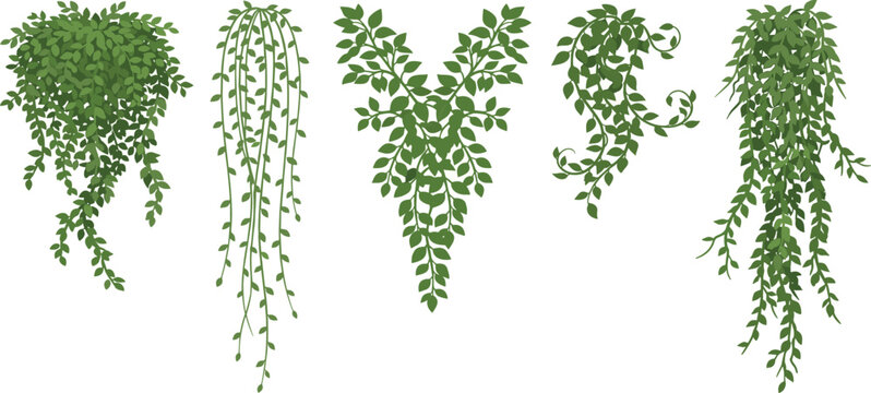 A collection of diverse green hanging plant illustrations, featuring various foliage types and trailing vine designs for botanical and decorative graphic applications
