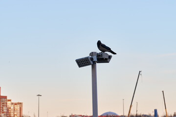 Obraz premium Bird sits quietly on illuminated lamp amidst city lights