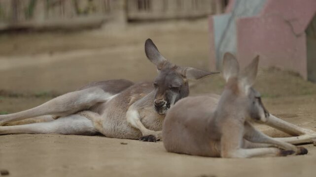 Relaxed Kangaroo Resting Close Up Wildlife Portrait