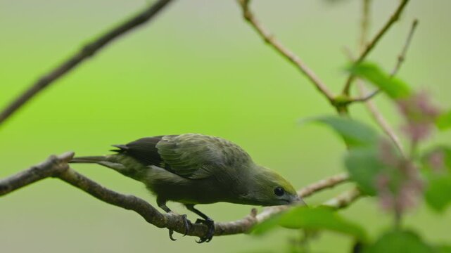 Palm tanager perching on a branch in costa rica