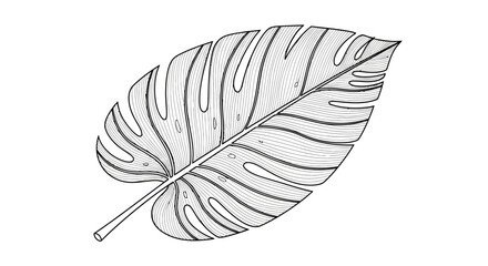 A detailed line drawing of a large leaf with a long stem on a white background, showcasing the leaf's veins and texture in a botanical illustration style. © ahmad