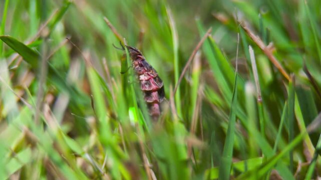 Close Up Firefly. Glow Worm lighting at night
