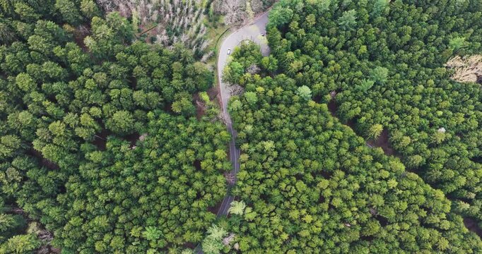 Aerial view of a narrow winding road cutting through a lush green coniferous forest with dense treetops in Vallombrosa, Tuscany, Italy.