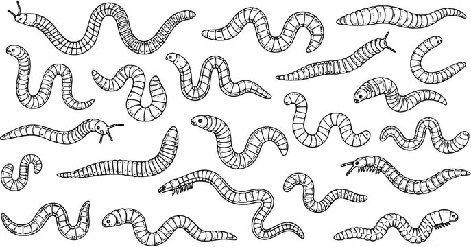Hand-drawn doodle set of various segmented worms, caterpillars, and insect larvae on white background