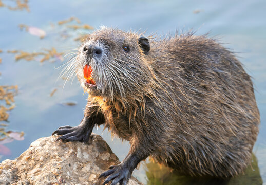 Nutria (Myocastor coypus) Close Up