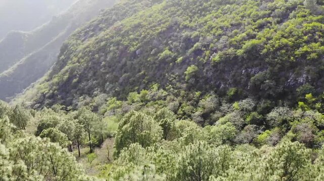 Aerial drone view of lush green pine trees and forest trails in the Margalla Hills National Park Islamabad Pakistan