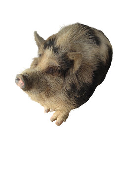 Small pig isolated on white background