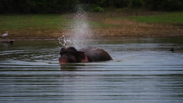 Close-up of a happy wild elephant bathing in Sri Lanka