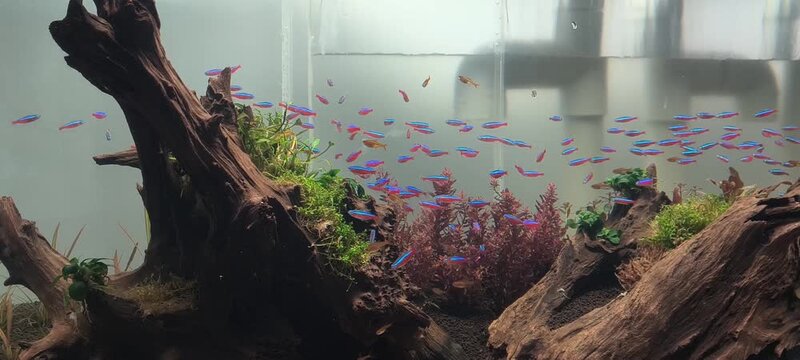 4K video of cardinal tetra school gracefully swimming in lush planted tropical aquarium tank, relaxing nature footage.

