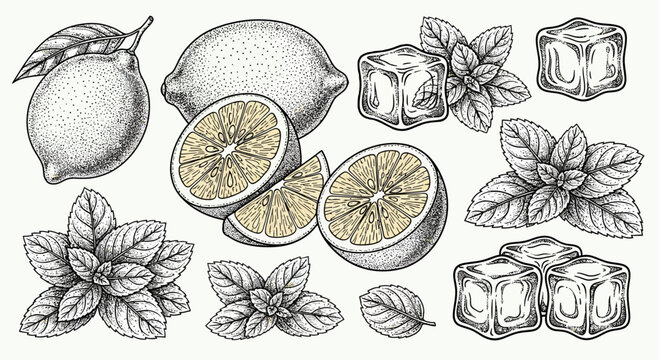 Hand Drawn Lemon Fruit Mint Leaves and Ice Cubes Collection