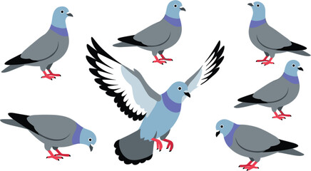 Obraz premium Pigeon bird vector collection featuring flying and standing doves isolated in different poses for wildlife and nature illustration design