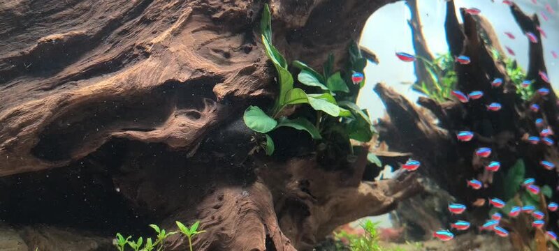 4K aquascape planted freshwater aquarium with cardinal tetra school swimming among lush green plants, relaxing tropical fish footage