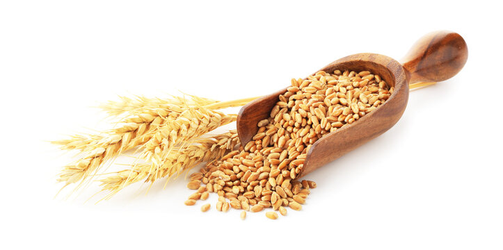 Scoop of wheat grain and spikes isolated on white