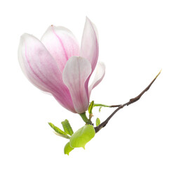 Fototapeta premium Beautiful blossom of magnolia tree isolated on white