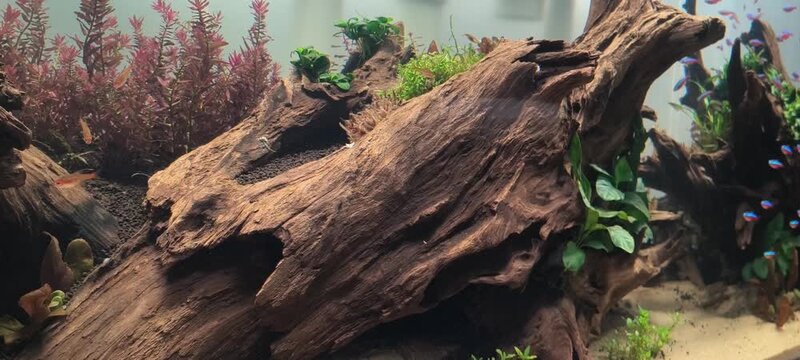 4K tropical aquarium tank with green aquatic plants and cardinal tetra fish school, peaceful underwater nature scene for background use