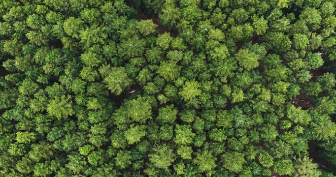 Aerial view of dense green forest canopy with lush pine trees and vibrant foliage in Vallombrosa, Tuscany, Italy.