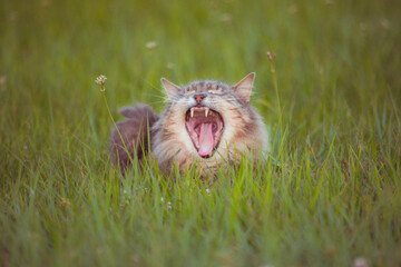 tabby cat lying in the grass © Walter
