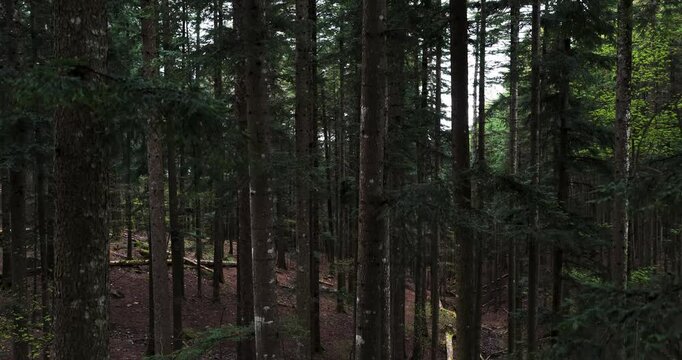 Aerial view of dense fir forest with tall tree trunks, dark forest floor and lush green foliage in Vallombrosa, Tuscany, Italy.