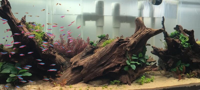 4K beautiful tropical fish tank video, vibrant cardinal tetra fish shoal swimming gracefully in aquascaped planted aquarium with green foliage