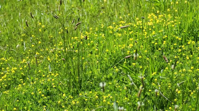 花が咲く野原の風景