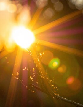 Sun flare through branch, golden bokeh, abstract nature light, warm glow, seasonal decor, promotional backdrop