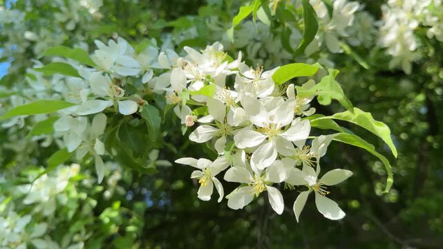 Spring white blossom of apple tree.