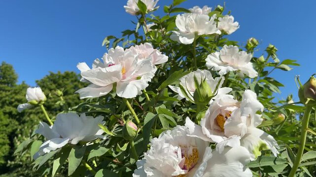 Beautiful white flowers of tree peony.