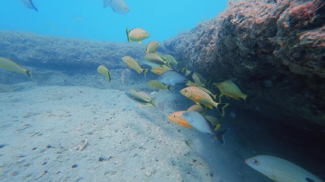 school of fish swimming in ocean with coral reef