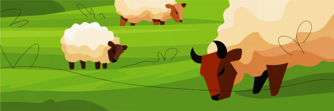 Cute cartoon sheep grazing on green pasture meadow, flat farm animal illustration background for kids, agriculture and countryside design
