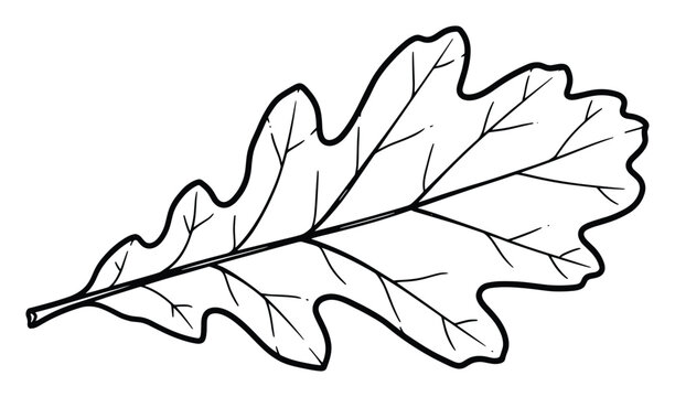 Simple black line drawing of an oak tree leaf with prominent veins ideal for educational resources
