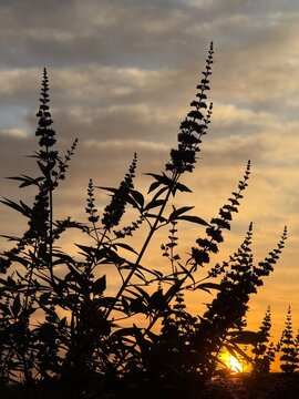 silhouetted vitex tree closeup at sunrise, chasteberry tree is drought tolerant and attracts pollinators