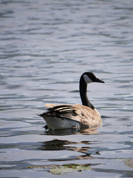 Canadian Goose at Cheam Lake Wetlands Regional Park during a spring season in Rosedale, Fraser Valley, British Columbia, Canada