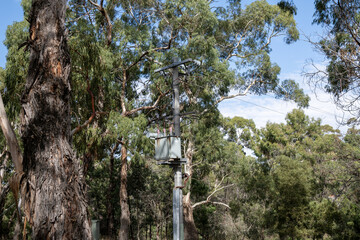 Fototapeta premium A weathered electrical distribution transformer mounted on a concrete power pole framed by tall native eucalyptus trees in regional Victoria Australia. Aged, utilitarian infrastructure in rural area