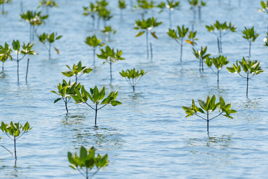 Young mangrove trees growing in shallow coastal water with green leaves and calm blue sea representing marine ecosystem conservation and natural wetland restoration
