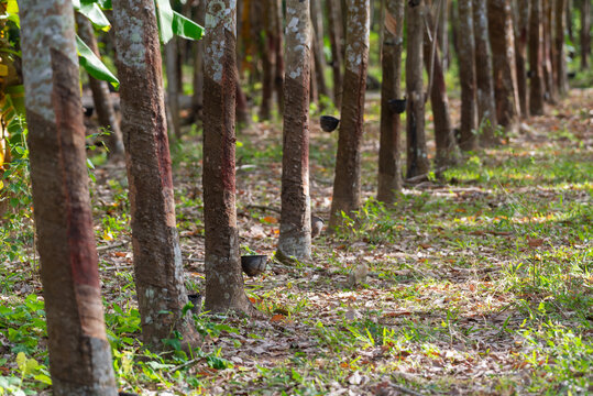 Rubber trees lined in tropical plantation with latex tapping cups in natural sunlight rural agriculture landscape and sustainable farming environment