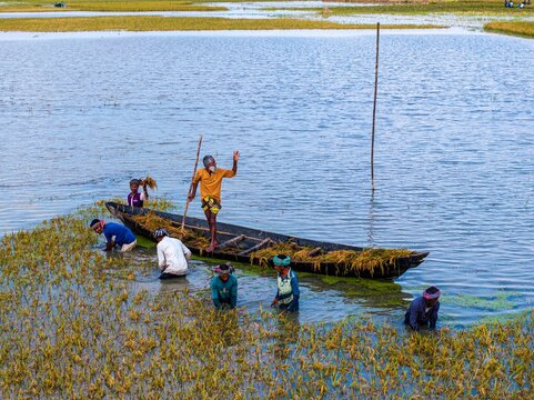 Kishoreganj, Bangladesh March 05 2026: Flood-affected farmers harvest half-submerged Boro paddy in waist-deep water, racing to save crops as rising haor waters threaten total loss.