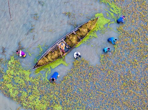 Kishoreganj, Bangladesh March 05 2026: Flood-affected farmers harvest half-submerged Boro paddy in waist-deep water, racing to save crops as rising haor waters threaten total loss.
