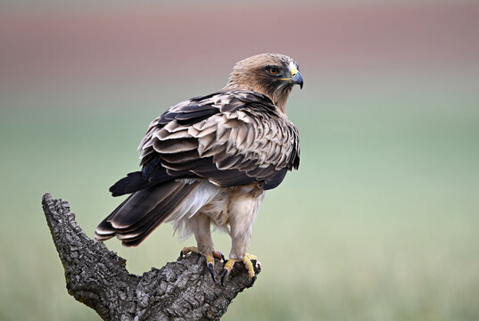 a beautiful booted eagle in spain

