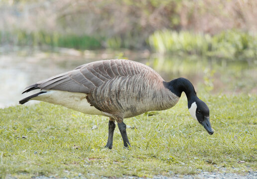 Canadian Goose at Cheam Lake Wetlands Regional Park during a spring season in Rosedale, Fraser Valley, British Columbia, Canada