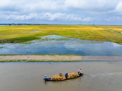 Kishoreganj, Bangladesh March 05 2026: Flood-affected farmers harvest half-submerged Boro paddy in waist-deep water, racing to save crops as rising haor waters threaten total loss.