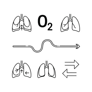 Oxygen Flow Through Human Lungs Diagram.