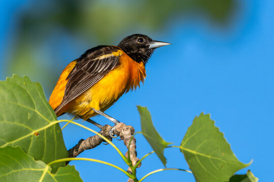 Closeup of a Baltimore oriole perched in a tree.